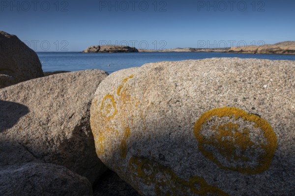 Glebe lichen on Bohus granite, rocky coast, Ramsvik, Naturreservat Ramsviklandet, Bohuslän, Skagerrak, Sotenäs, Västra Götalands län, Sweden