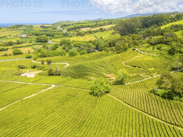 Tea Plantation. Lush Green Terraces. Azores, Sao Miguel Island. Portugal. Aerial Drone Shot