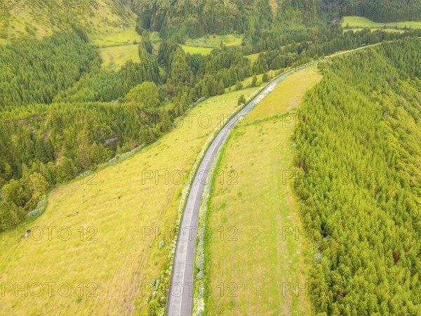 Road with Hydrangeas. Green Fields, Pasturelands, Forest, Hills. Azores, Sao Miguel Island Portugal. Aerial Drone Shot