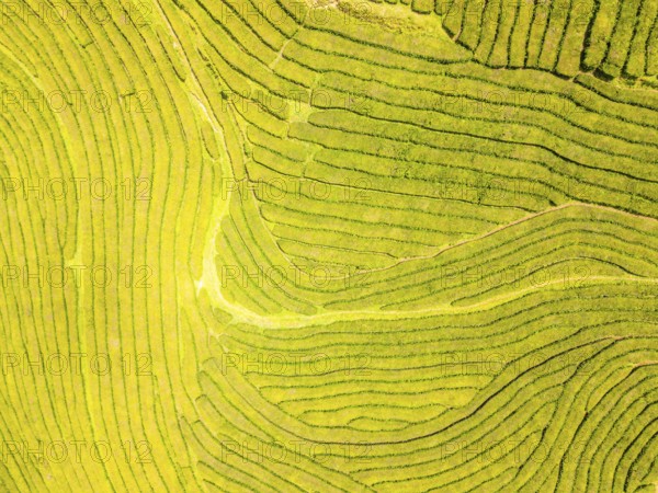 Tea Plantation. Lush Green Terraces on Sunny Day. Azores, Sao Miguel Island. Portugal. Aerial Top-Down Overhead View