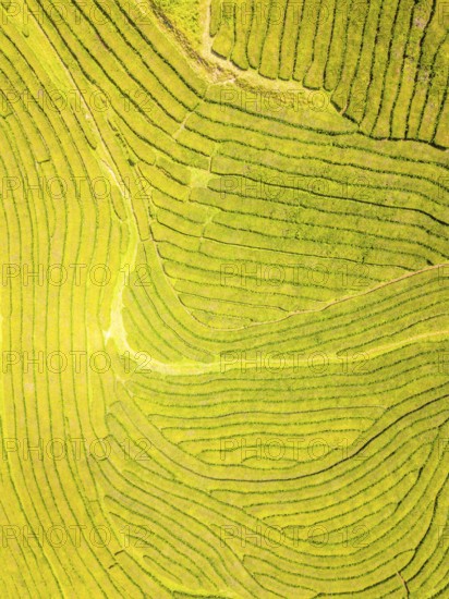 Tea Plantation. Lush Green Terraces on Sunny Day. Azores, Sao Miguel Island. Portugal. Aerial Top-Down Overhead View