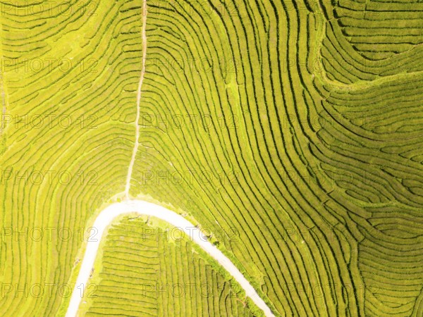 Tea Plantation. Lush Green Terraces. Azores, Sao Miguel Island. Portugal. Aerial Top-Down Overhead View