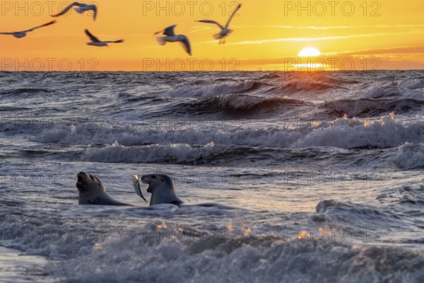 Sunset with waves Seals and seagulls Beach Rerik Baltic Sea Seals built in