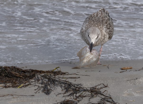 Seagull on the beach with plaice