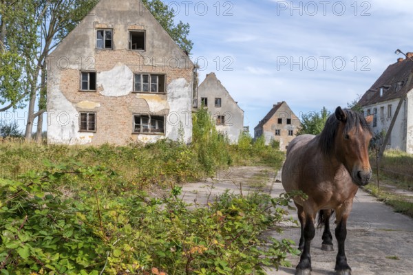 Abandoned military site with horses Wustrow peninsula Baltic Sea Germany