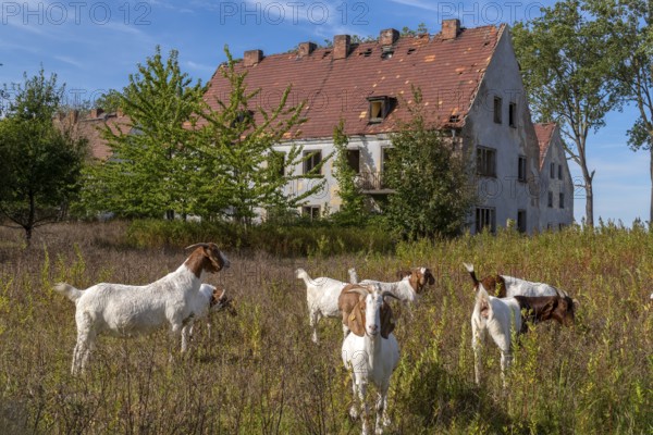 Abandoned military site with goats Wustrow peninsula Baltic Sea Germany