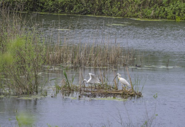 Spoonbill (Platalea leucorodia) in the nature reserve Krapje Dol, Krapje, Sisak-Moslavina County, Croatia