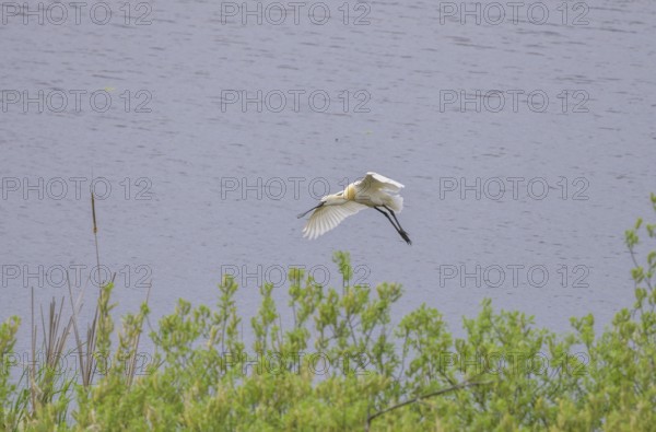 Spoonbill (Platalea leucorodia) in the nature reserve Krapje Dol, Krapje, Sisak-Moslavina County, Croatia
