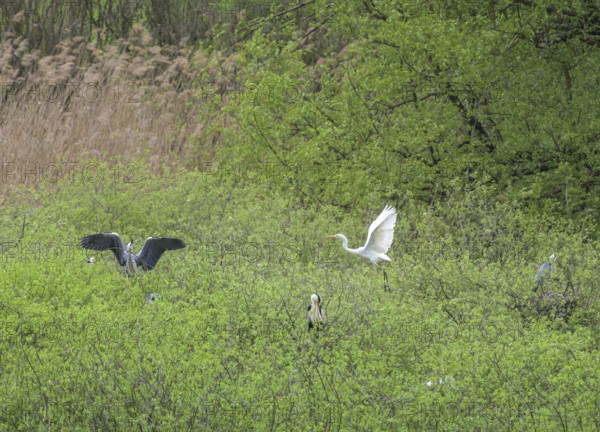 Heron colony in the Krapje Dol nature reserve, Krapje, Sisak-Moslavina County, Croatia