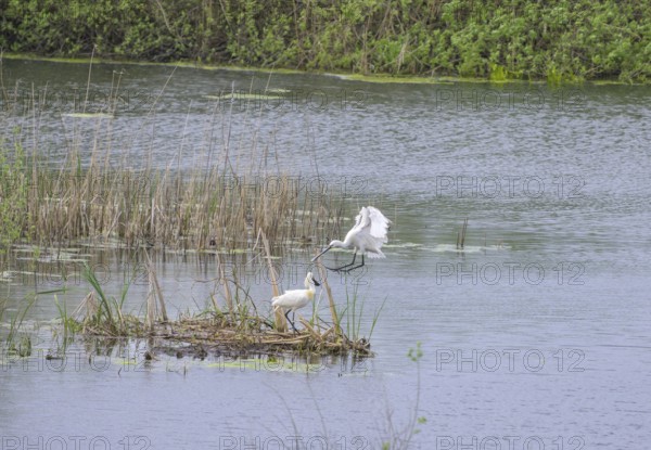 Spoonbill (Platalea leucorodia) in the nature reserve Krapje Dol, Krapje, Sisak-Moslavina County, Croatia