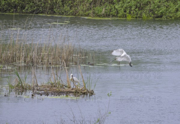 Spoonbill (Platalea leucorodia) in the nature reserve Krapje Dol, Krapje, Sisak-Moslavina County, Croatia