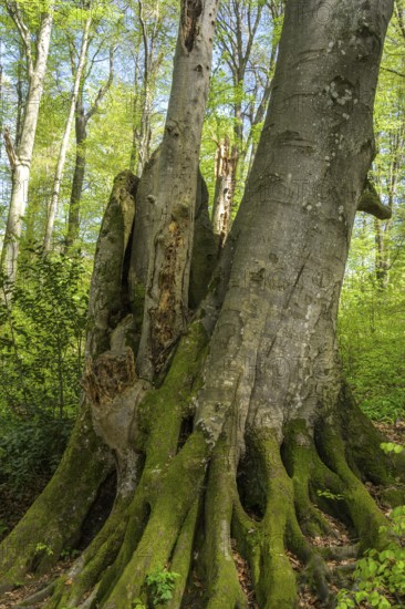 Tree with mossy roots in Papuk National Park, Jankovac, Slatinski Drenovac, Virovitica-Podravin County, Croatia