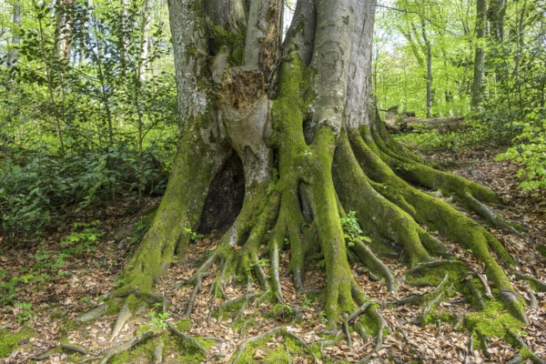 Tree with mossy roots in Papuk National Park, Jankovac, Slatinski Drenovac, Virovitica-Podravin County, Croatia