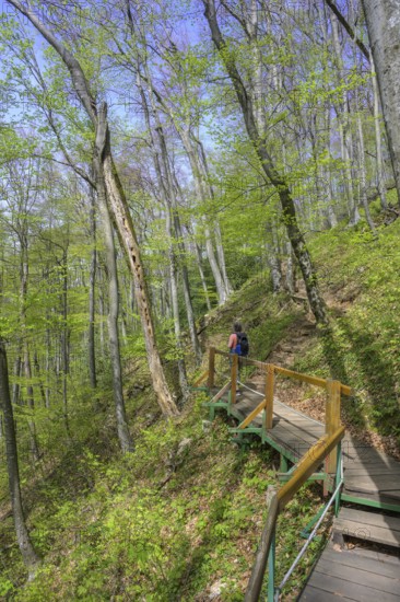 Path through the forest in Papuk National Park, Jankovac, Slatinski Drenovac, Virovitica-Podravin County, Croatia