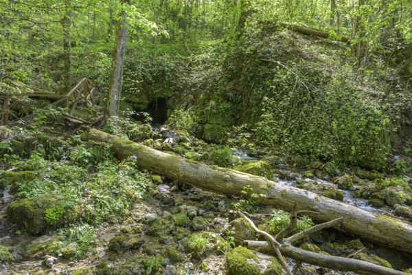 Spring in Papuk National Park, Jankovac, Slatinski Drenovac, Virovitica-Podravin County, Croatia
