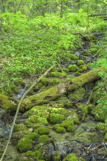 Spring with green moss in Papuk National Park, Jankovac, Slatinski Drenovac, Virovitica-Podravin County, Croatia