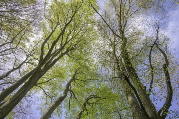 Beech forest with fresh greenery in Papuk National Park, Jankovac, Slatinski Drenovac, Virovitica-Podravin County, Croatia