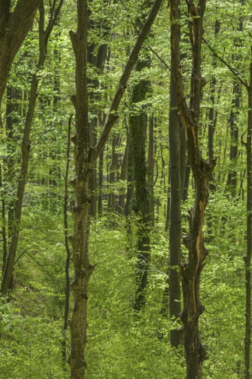 Trees with twisted trunks in Papuk National Park, Jankovac, Slatinski Drenovac, Virovitica-Podravin County, Croatia