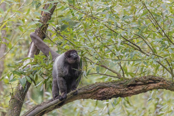 A brown woolly monkey (Lagothrix lagothricha) sits in a tree. Brazil, South America