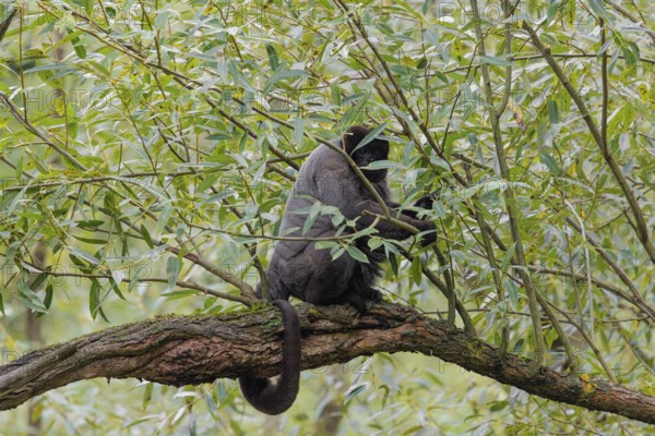 A brown woolly monkey (Lagothrix lagothricha) climbs a tree, collecting food. Brazil, South America