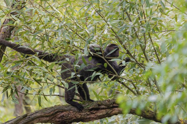 A brown woolly monkey (Lagothrix lagothricha) climbs a tree, collecting food. Brazil, South America