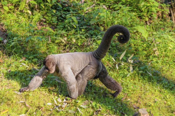 A brown woolly monkey (Lagothrix lagothricha) walks on the forest floor, collecting food. Brazil, South America