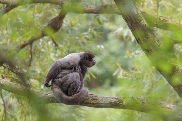 A brown woolly monkey (Lagothrix lagothricha) sits in a tree. Brazil, South America