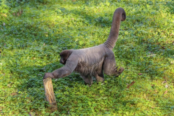 A brown woolly monkey (Lagothrix lagothricha) walks on the forest floor, collecting food. Brazil, South America