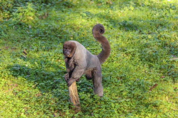 A brown woolly monkey (Lagothrix lagothricha) walks on the forest floor, collecting food. Brazil, South America