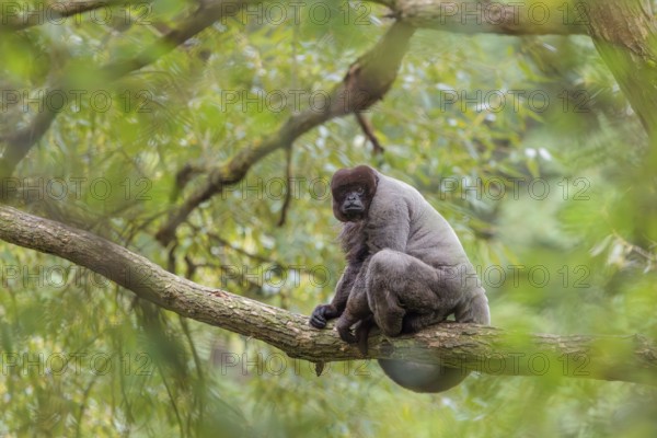 A brown woolly monkey (Lagothrix lagothricha) sits in a tree. Brazil, South America