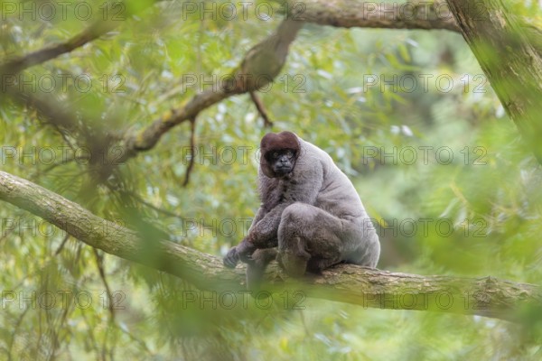 A brown woolly monkey (Lagothrix lagothricha) sits in a tree. Brazil, South America