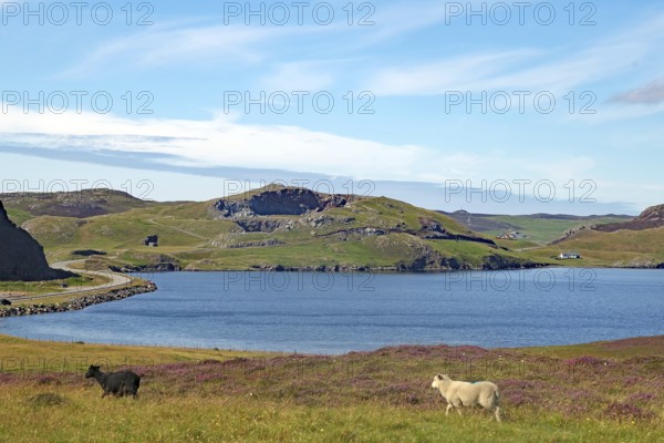 Sheep grazing in a meadow in front of a loch and hills under a blue sky, Eshaness, Shetland Islands, Scotland, United Kingdom