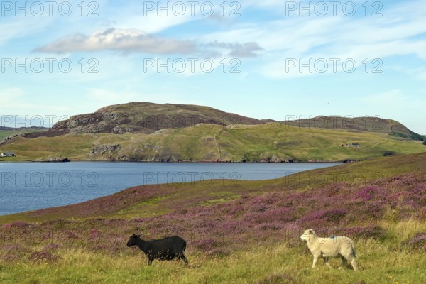 Two sheep running through a rolling landscape of purple flowers beside a loch under a blue sky, Heather Blossom, Eshaness, Shetland Islands, Scotland, United Kingdom