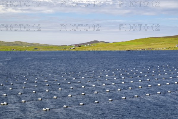 Inlet with numerous buoys under a cloudy sky. Mussel farms, Eshaness, Shetland Islands, Scotland, Great Britain