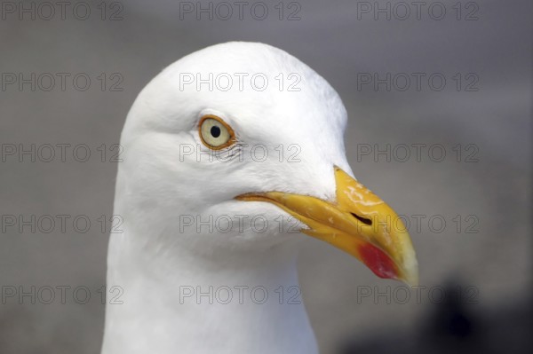 Close-up of a seagull with yellow beak and white plumage, Lerwick, Shetland Islands, Scotland, Great Britain