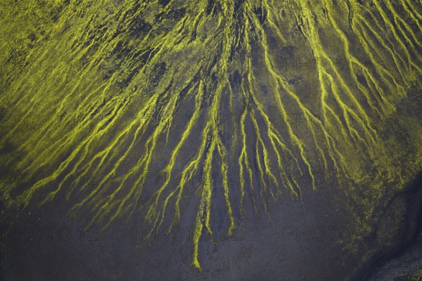 Abstract patterns of moss in black sand desert, Icelandic Highlands, Iceland