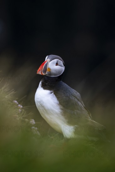 Puffin (Fratercula arctica), Latrabjarg bird cliff, Westfjords, Iceland