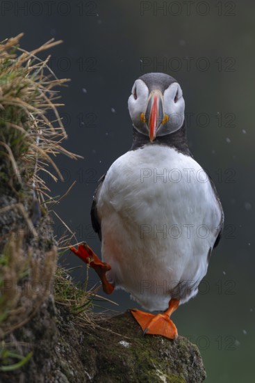 Puffin (Fratercula arctica) on rocky outcrop, Latrabjarg bird cliff, Westfjords, Iceland