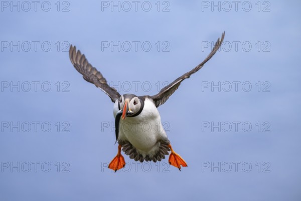 Puffin (Fratercula arctica) in flight with fish in its beak, Bakkagerði, East Iceland, Iceland