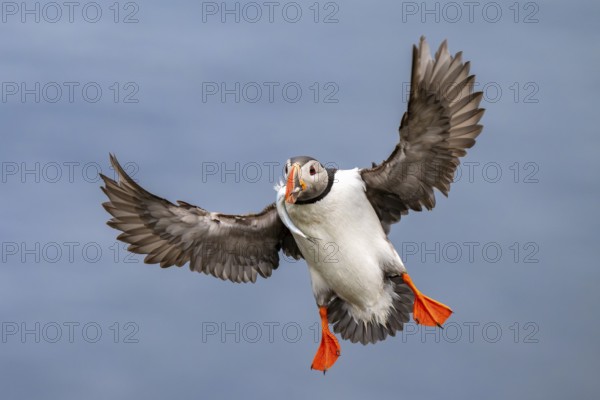 Puffin (Fratercula arctica) in flight with fish in its beak, Bakkagerði, East Iceland, Iceland
