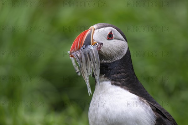 Puffin (Fratercula arctica) with fish in its beak, Bakkagerði, East Iceland, Iceland