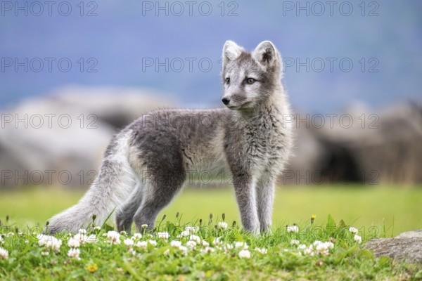Young Arctic fox (Vulpes lagopus), East Fjords, East Iceland, Iceland