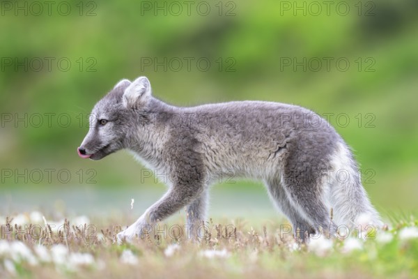 Young Arctic fox (Vulpes lagopus), East Fjords, East Iceland, Iceland