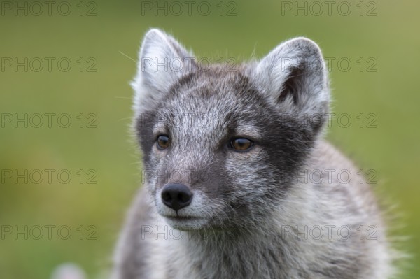 Young Arctic fox (Vulpes lagopus), East Fjords, East Iceland, Iceland