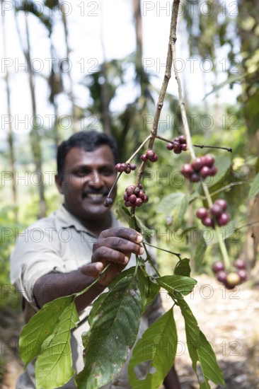 Indian man showing coffee beans on a coffee plantation in Coorg, Karnataka, India