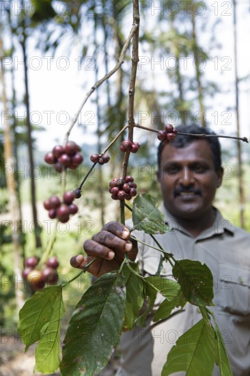 Indian man showing coffee beans on a coffee plantation in Coorg, Karnataka, India
