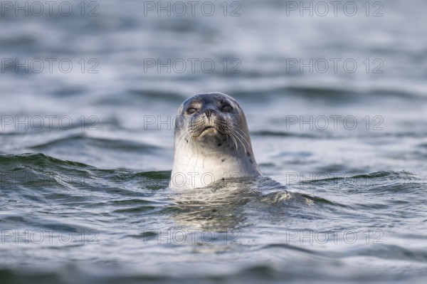 Harbour seal (Phoca vitulina) looking out of the water, Westfjords, West Iceland, Iceland