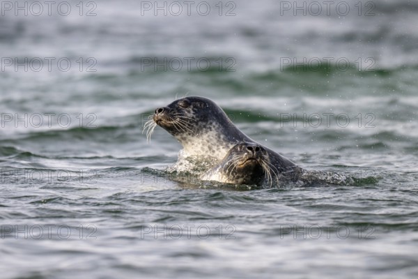 Two playing harbour seals (Phoca vitulina), Westfjords, West Iceland, Iceland