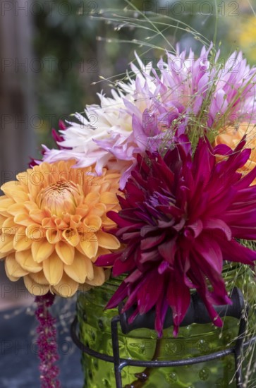 Colourful bouquet of dahlias in a vase with green nature in the background, North Rhine-Westphalia, Germany