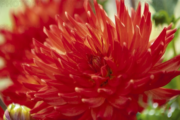 Close-up of a red dahlia flower with bright, pointed petals, Münsterland, North Rhine-Westphalia, Germany